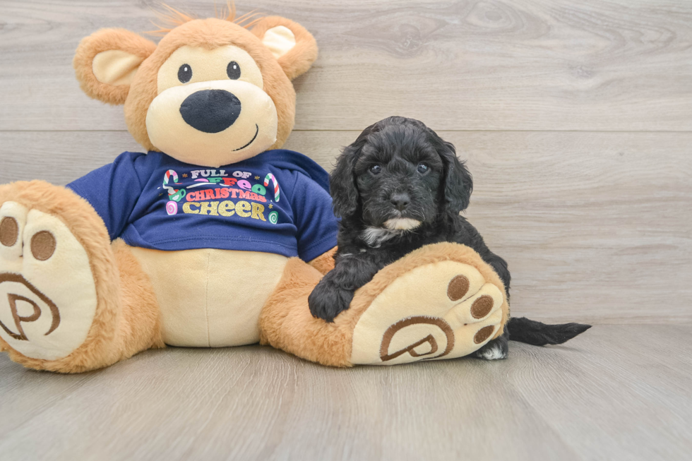 Little Cavipoo Poodle Mix Puppy