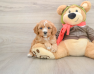 7 week old Cavapoo Puppy For Sale - Premier Pups