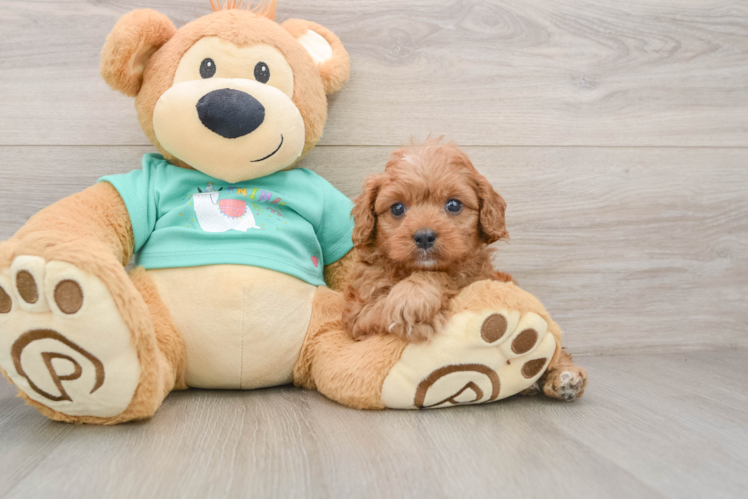 Smart Cavapoo Poodle Mix Pup