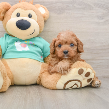 Smart Cavapoo Poodle Mix Pup