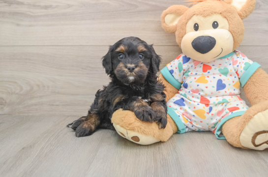 Cavapoo Puppy for Adoption