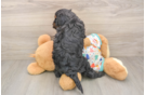 Little Cavipoo Poodle Mix Puppy