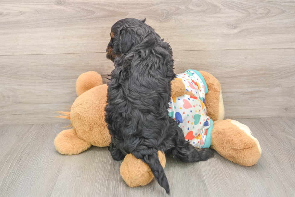 Little Cavipoo Poodle Mix Puppy
