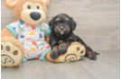 Sweet Cavapoo Baby