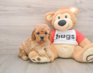 8 week old Cavapoo Puppy For Sale - Premier Pups