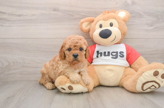 Cavapoo Pup Being Cute