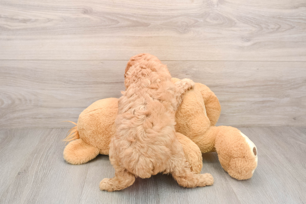 Cavapoo Pup Being Cute