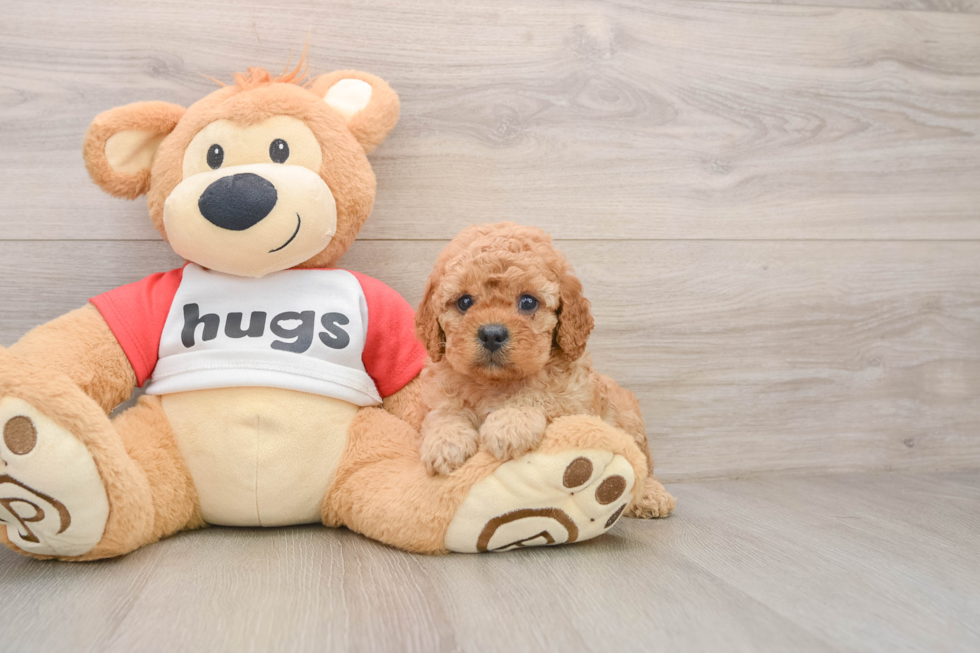 Playful Cavapoodle Poodle Mix Puppy