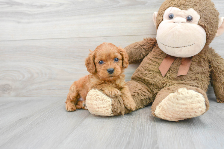 Cavapoo Pup Being Cute