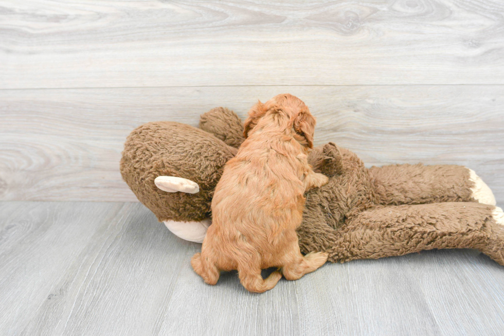 Cavapoo Pup Being Cute