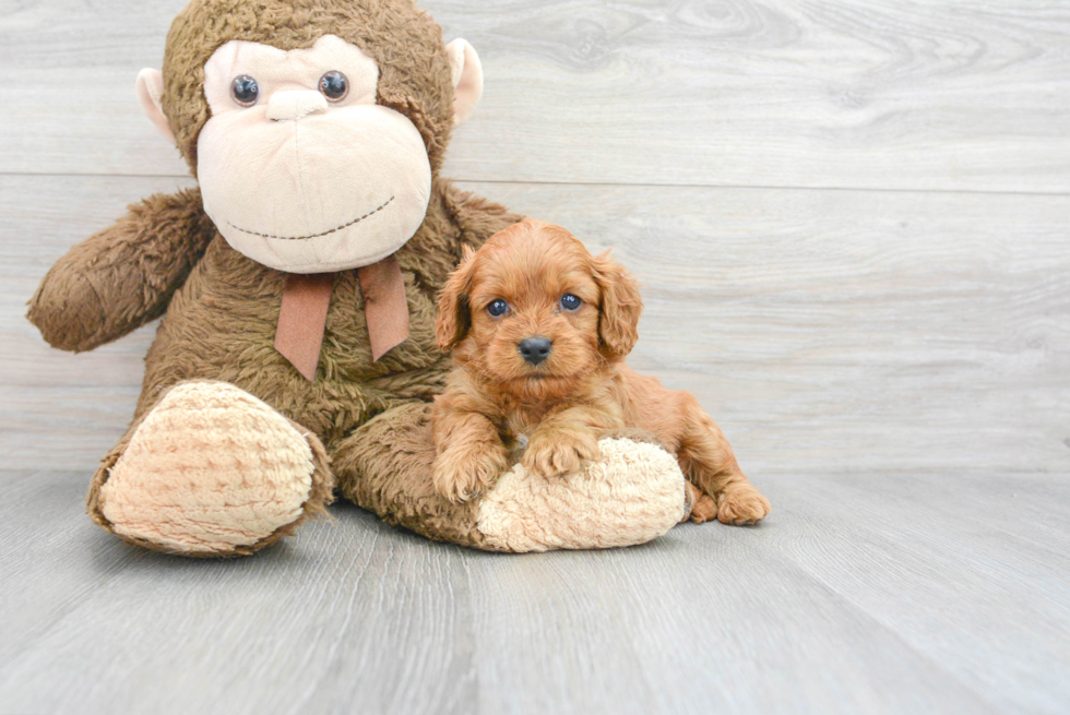 Best Cavapoo Baby