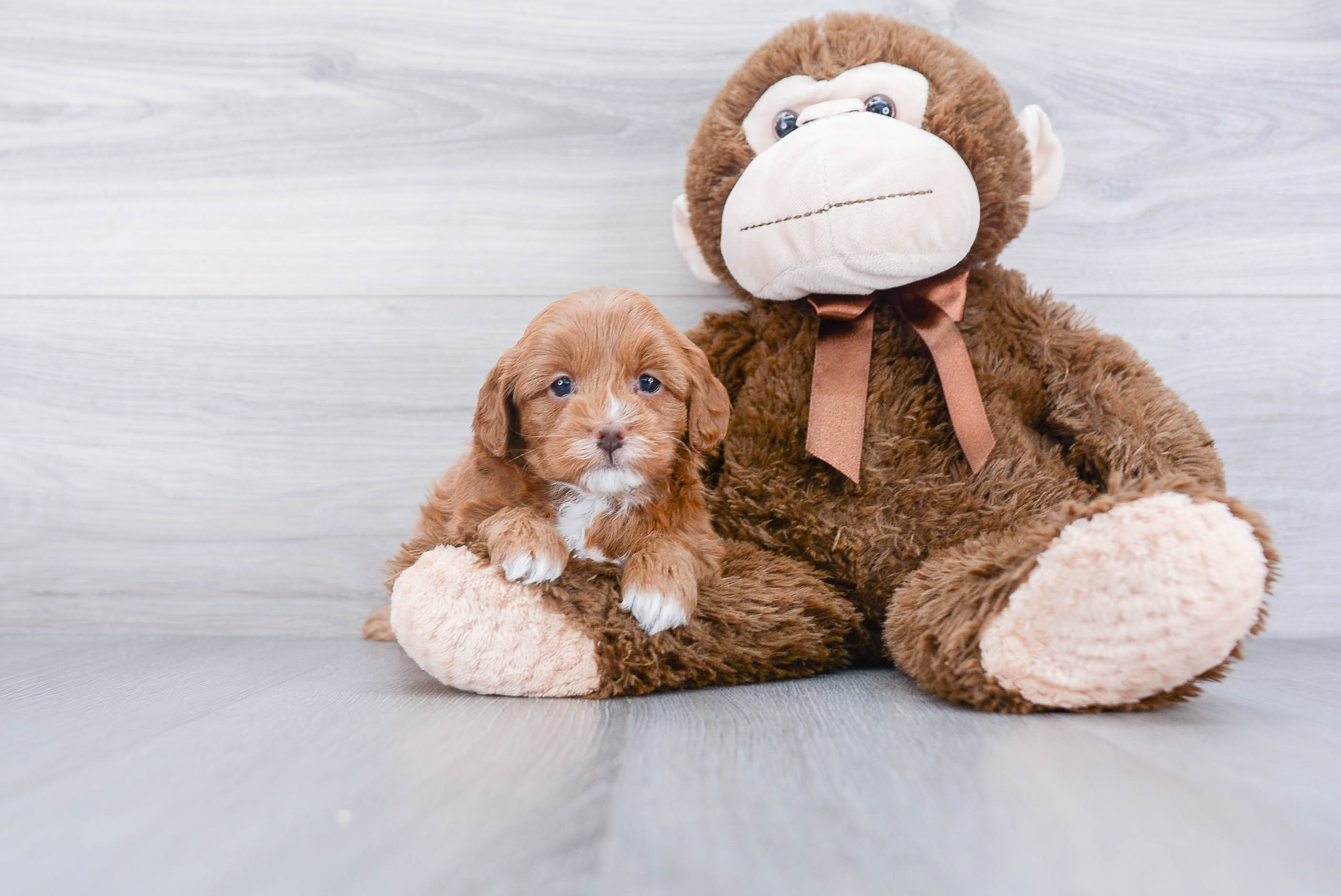 Cavapoo Pup Being Cute