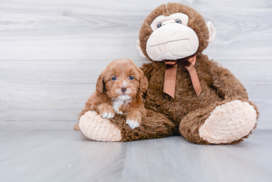 Cavapoo Pup Being Cute