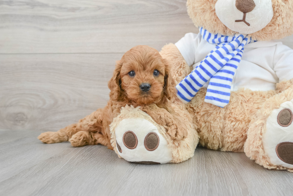 Cavapoo Pup Being Cute