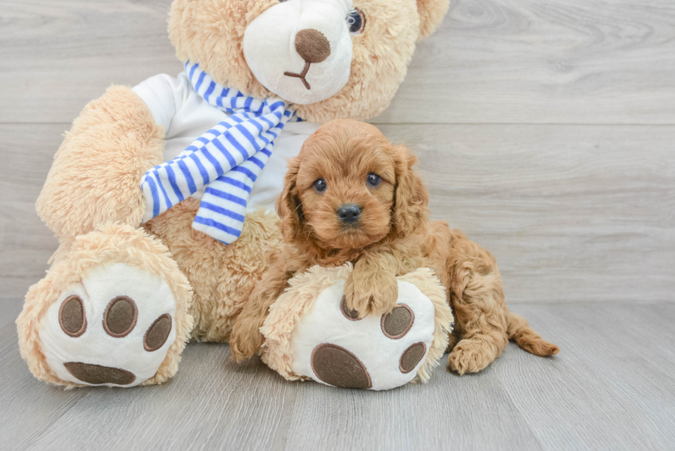 Funny Cavapoo Poodle Mix Pup