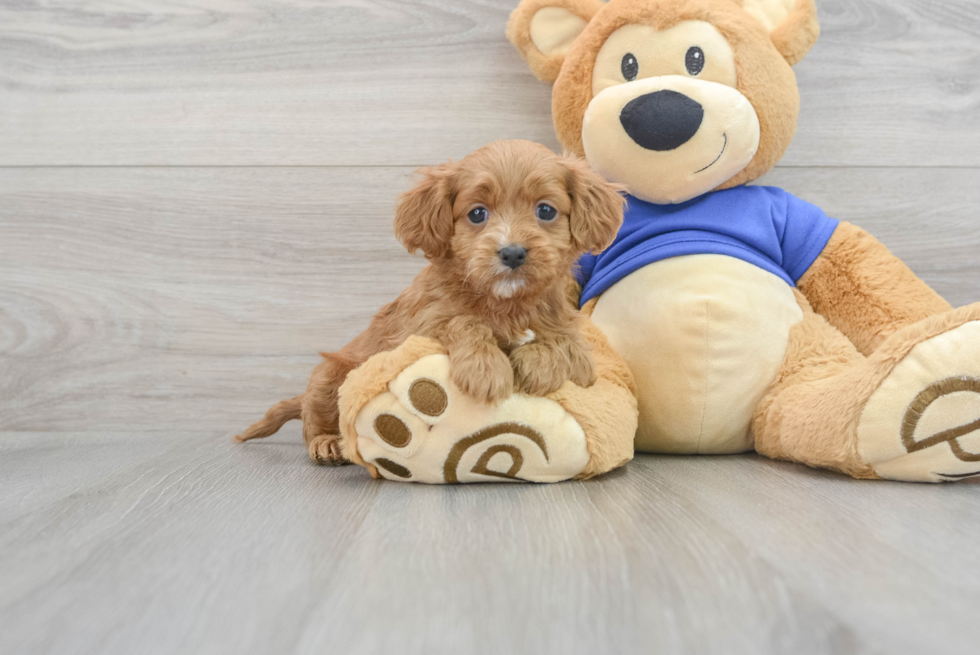 Little Cavoodle Poodle Mix Puppy
