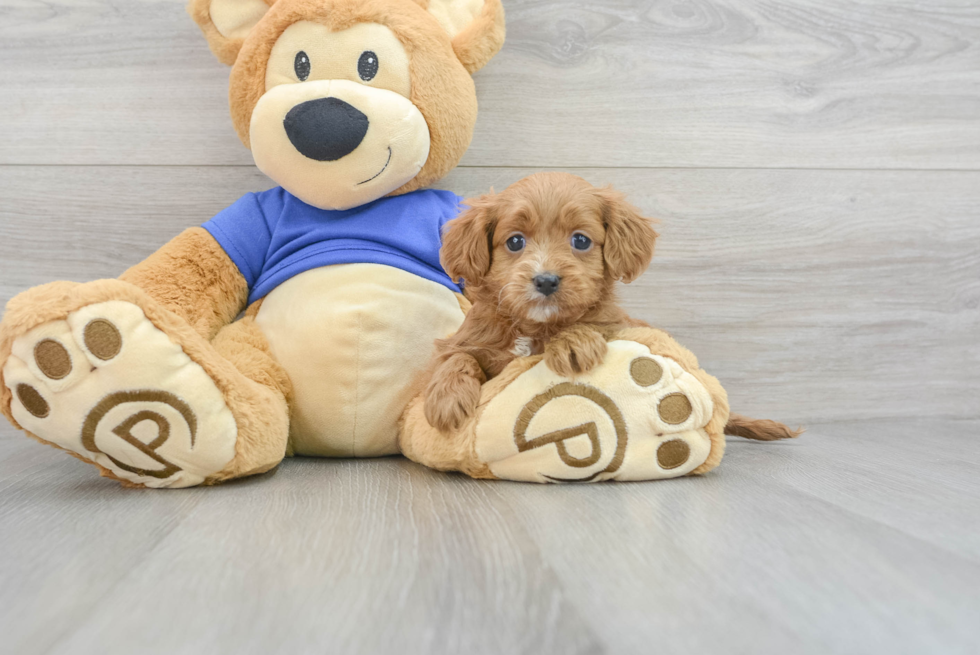 Cavapoo Pup Being Cute