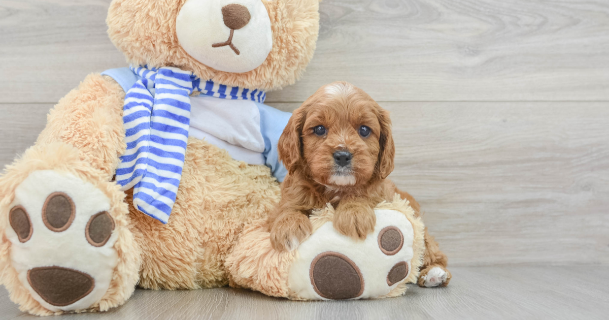 Fluffy Cavapoo Red: 4lb 2oz Doodle Puppy