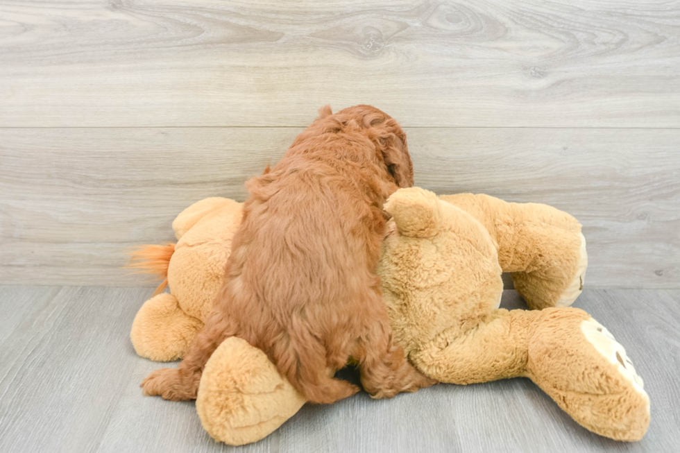 Cavapoo Puppy for Adoption