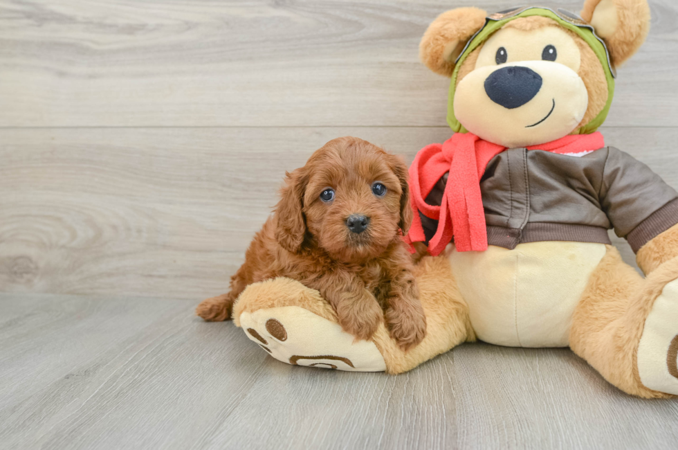 6 week old Cavapoo Puppy For Sale - Premier Pups