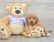 8 week old Cavapoo Puppy For Sale - Premier Pups