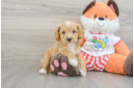 Cute Cavapoo Baby