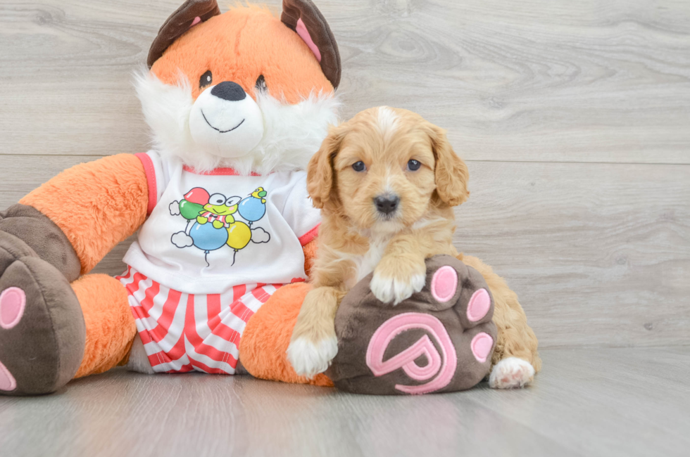 7 week old Cavapoo Puppy For Sale - Premier Pups