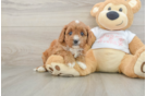 Best Cavapoo Baby