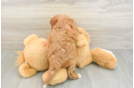 Cavapoo Puppy for Adoption