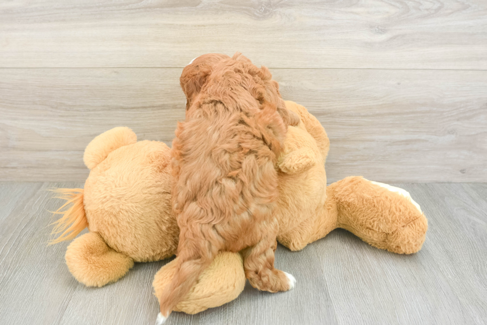 Cavapoo Puppy for Adoption