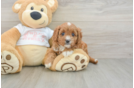 Cavapoo Puppy for Adoption