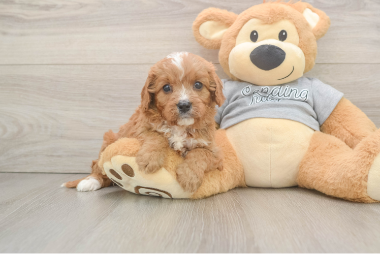 Cavapoo Pup Being Cute