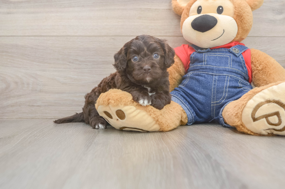 5 week old Cavapoo Puppy For Sale - Premier Pups