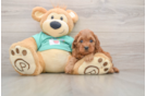 Friendly Cavapoo Baby