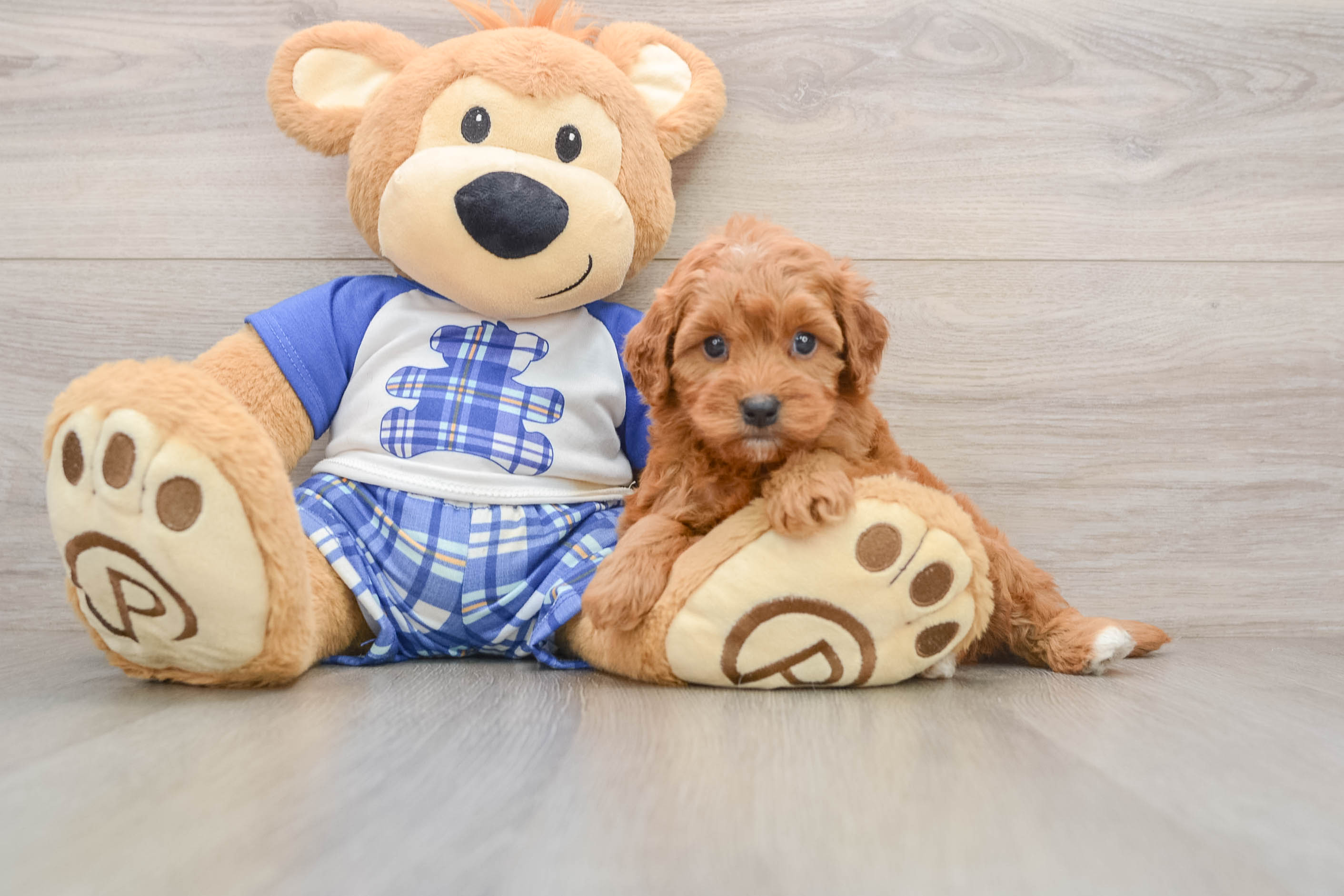 Best Cavapoo Baby