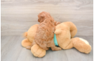 Cavapoo Pup Being Cute