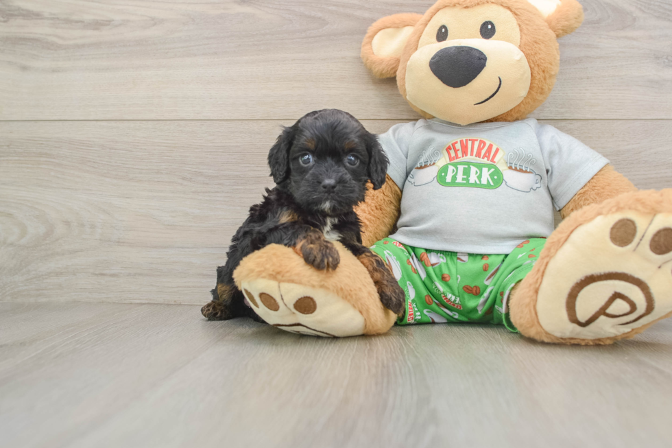 Cavapoo Pup Being Cute