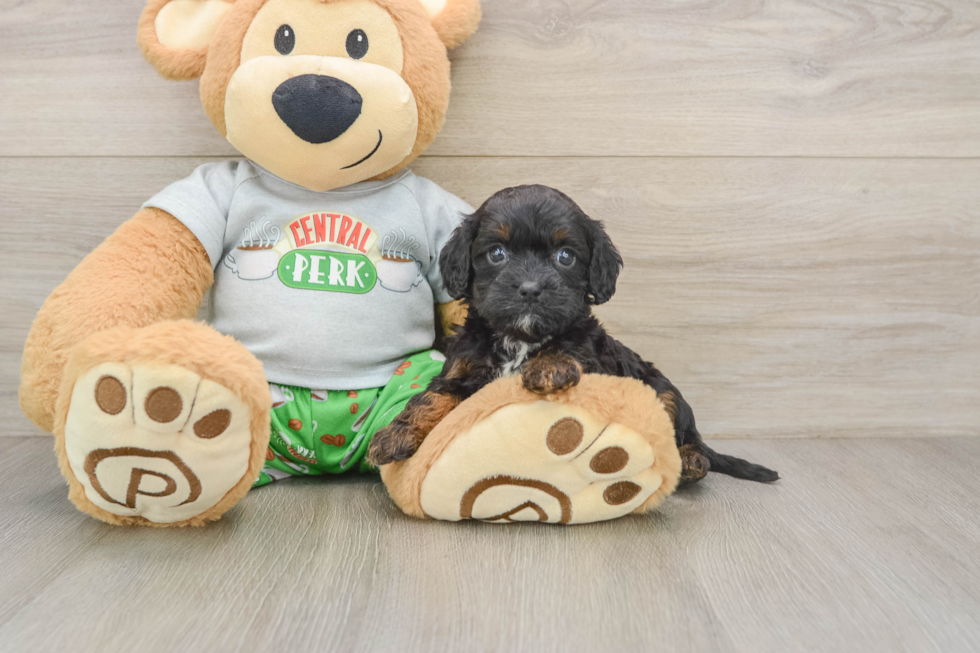 Best Cavapoo Baby