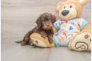 Best Cavapoo Baby