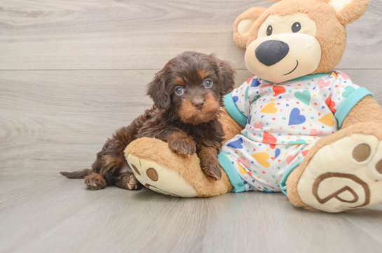 Best Cavapoo Baby