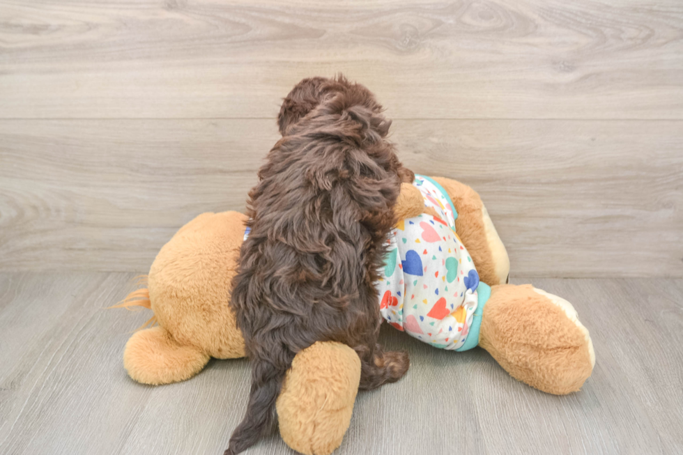 Friendly Cavapoo Baby