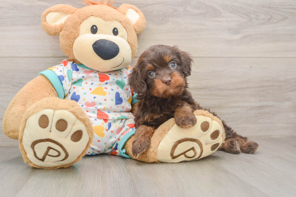 Cavapoo Puppy for Adoption