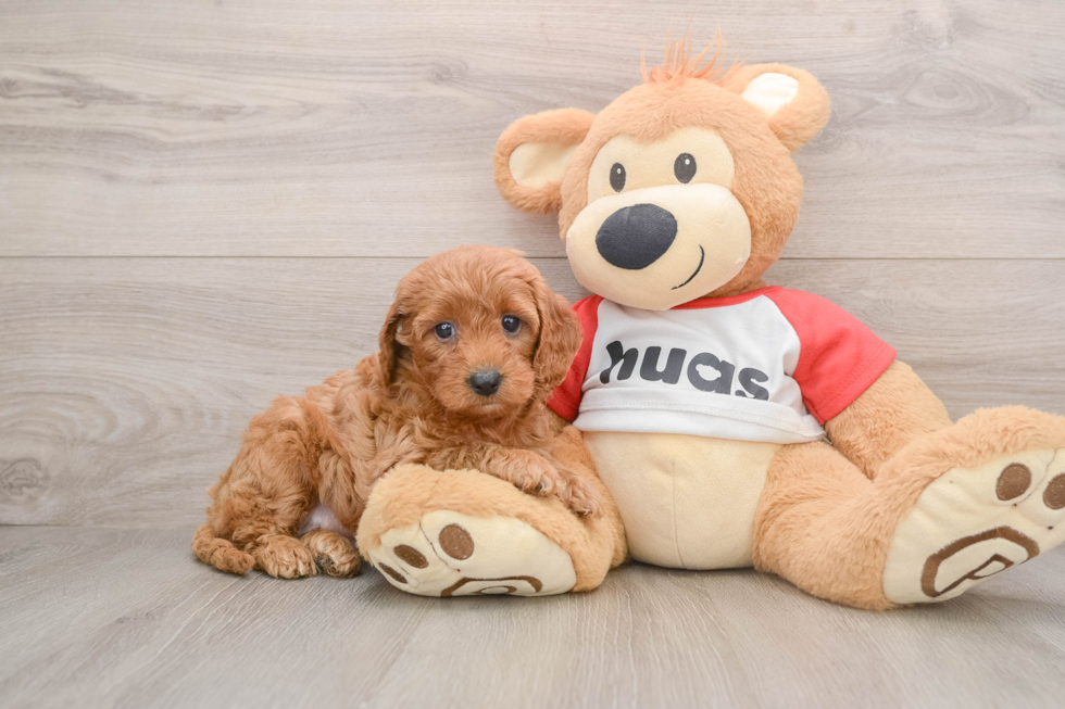 Funny Cavapoo Poodle Mix Pup