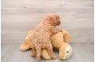 Fluffy Cavapoo Poodle Mix Pup