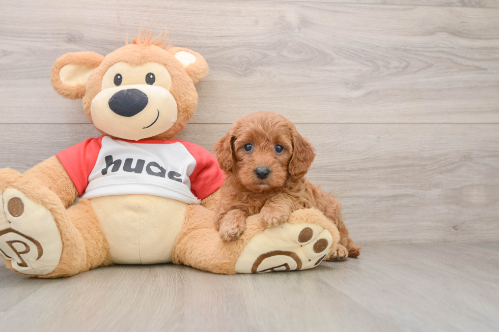 Cavapoo Puppy for Adoption