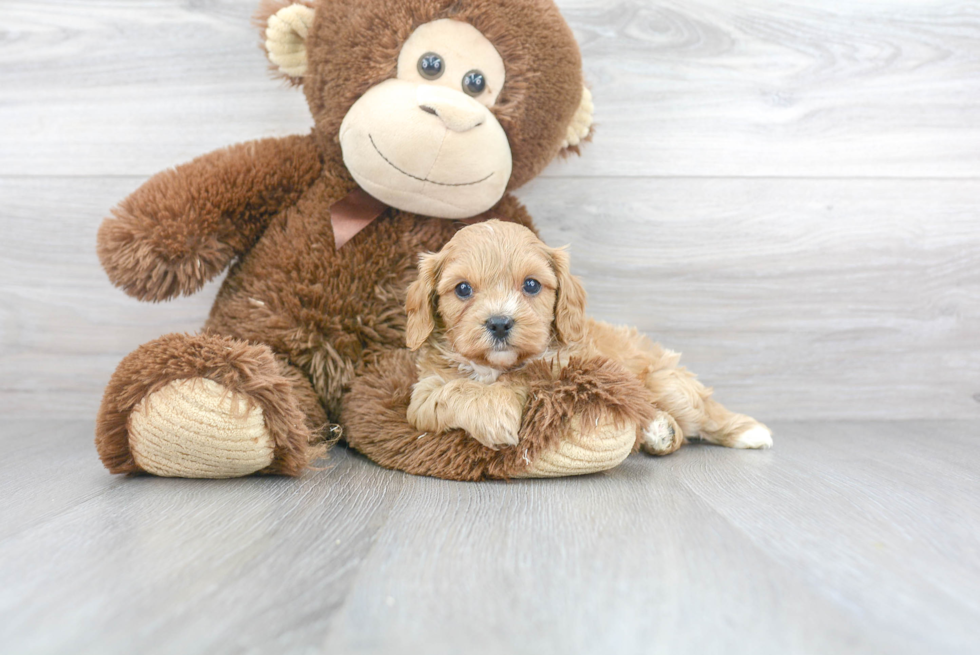 Petite Cavapoo Poodle Mix Pup