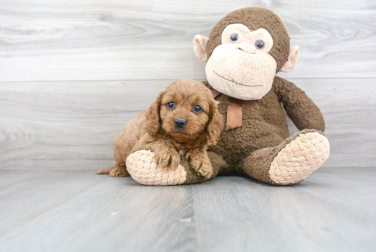 Cavapoo Puppy for Adoption