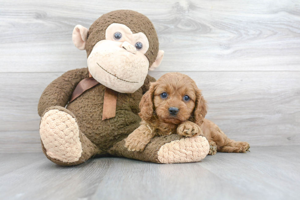 Best Cavapoo Baby