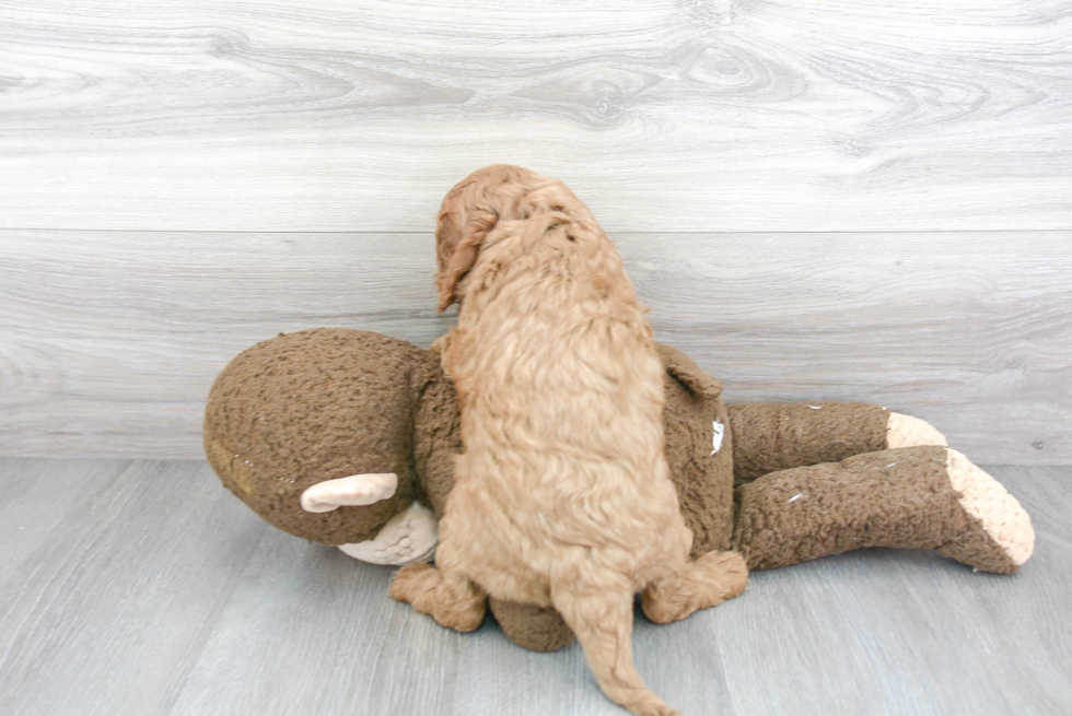 Playful Cavoodle Poodle Mix Puppy