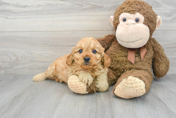 Small Cavapoo Baby